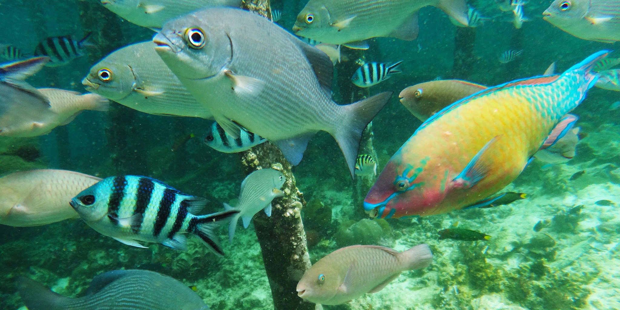 ikan-1